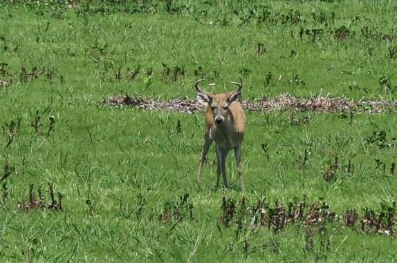 Um veado adulto no Hato El Cedral, na região dos llanos venezuelanos, perto da cidade de Mantecal